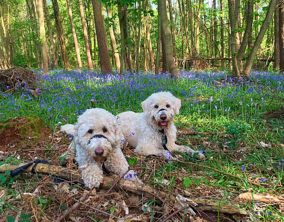 rehoming labradoodle