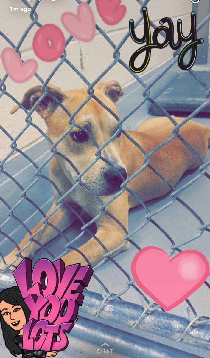 julieannepretty's tweet image. Went to the shelter to play with puppies today &amp;amp; saw this doggie being carried into a room to get euthanized.... I have a new dog now