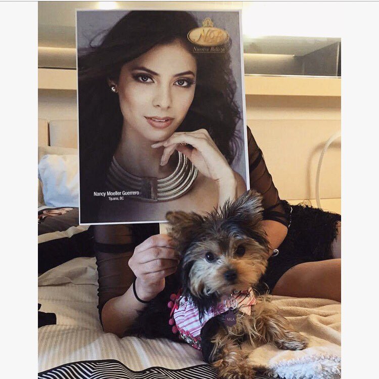 MxU_BC's tweet photo. Mila vino desde #tijuana para apoyar a su mami 💕🐾🐕 #yorkie #granfinal #nuestrabellezamx #cdmx #televisa #nancymoeller #bajacalifornia https://t.co/SyOyq5cfXg