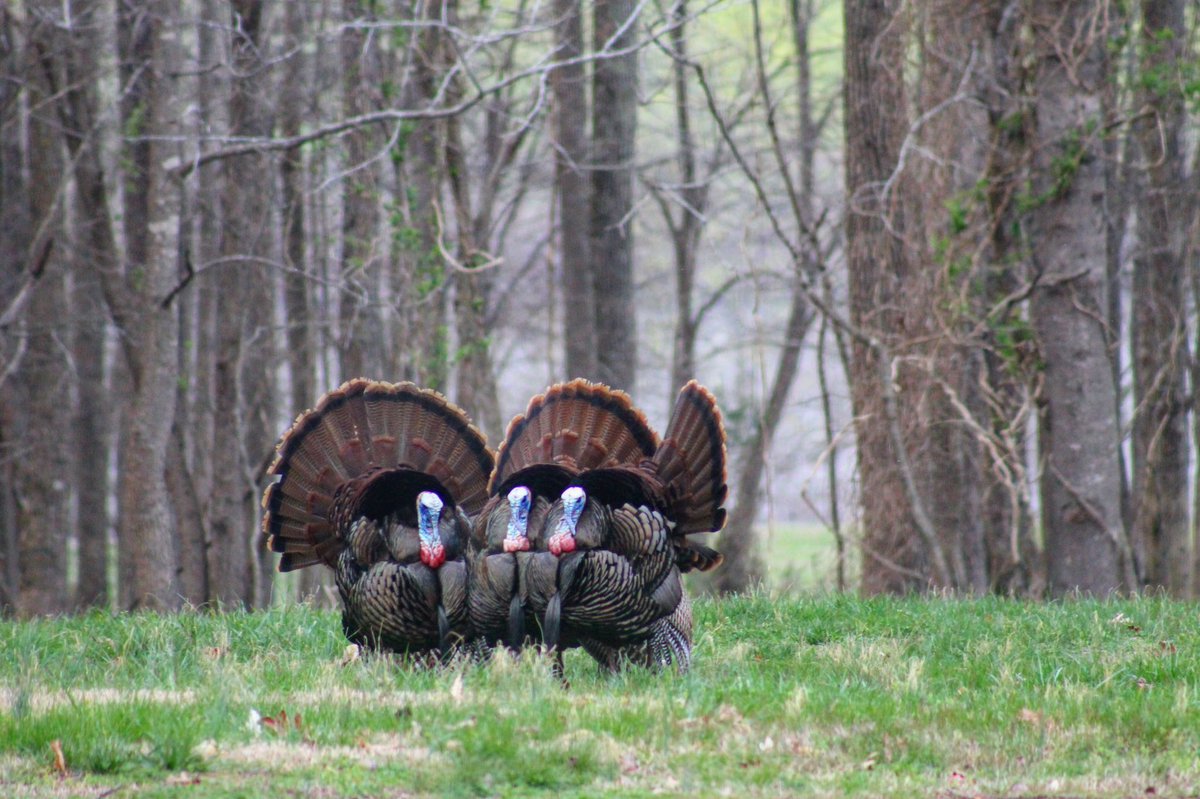 Bass Pro Shops tweet media