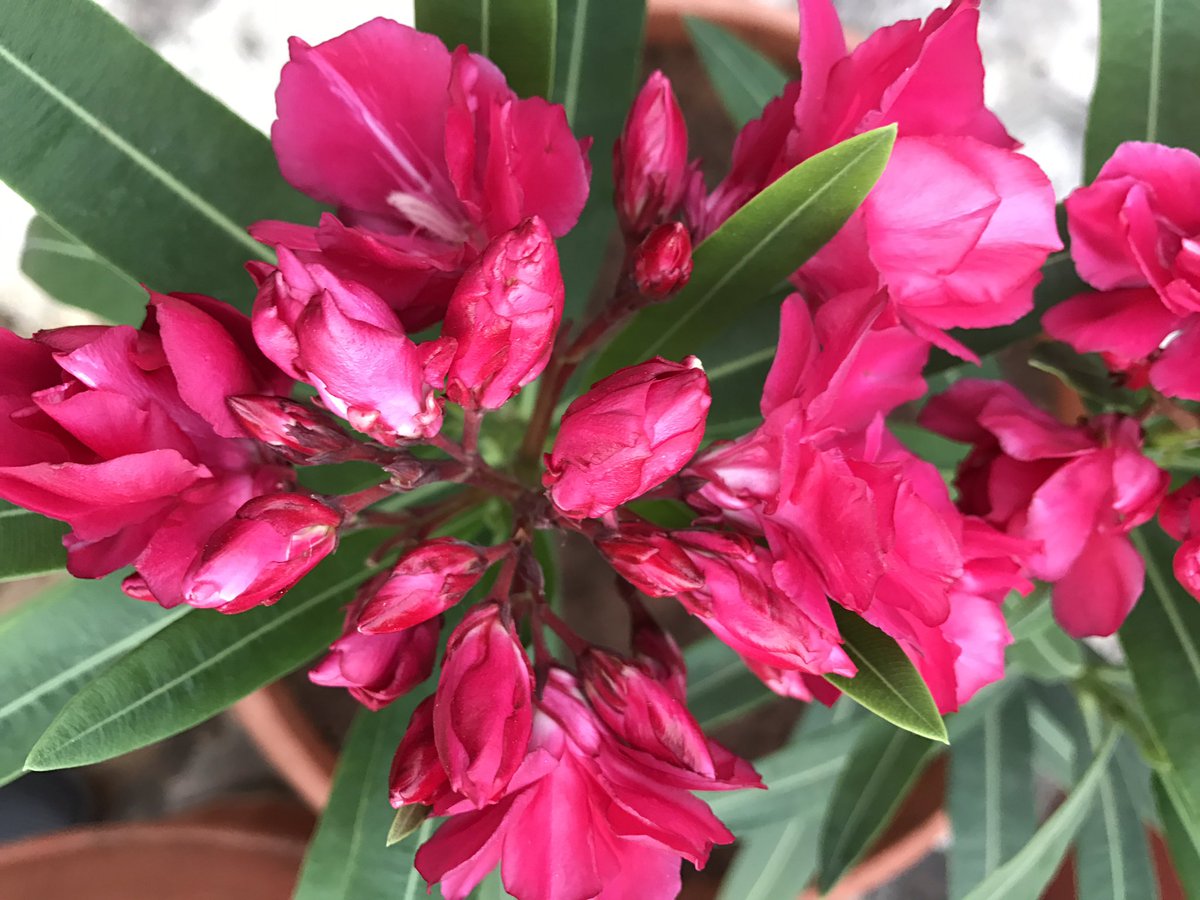 Happiness is a 'bud' called misery, and success, failure 🎻 #lifequotes #wisdom #philosophy