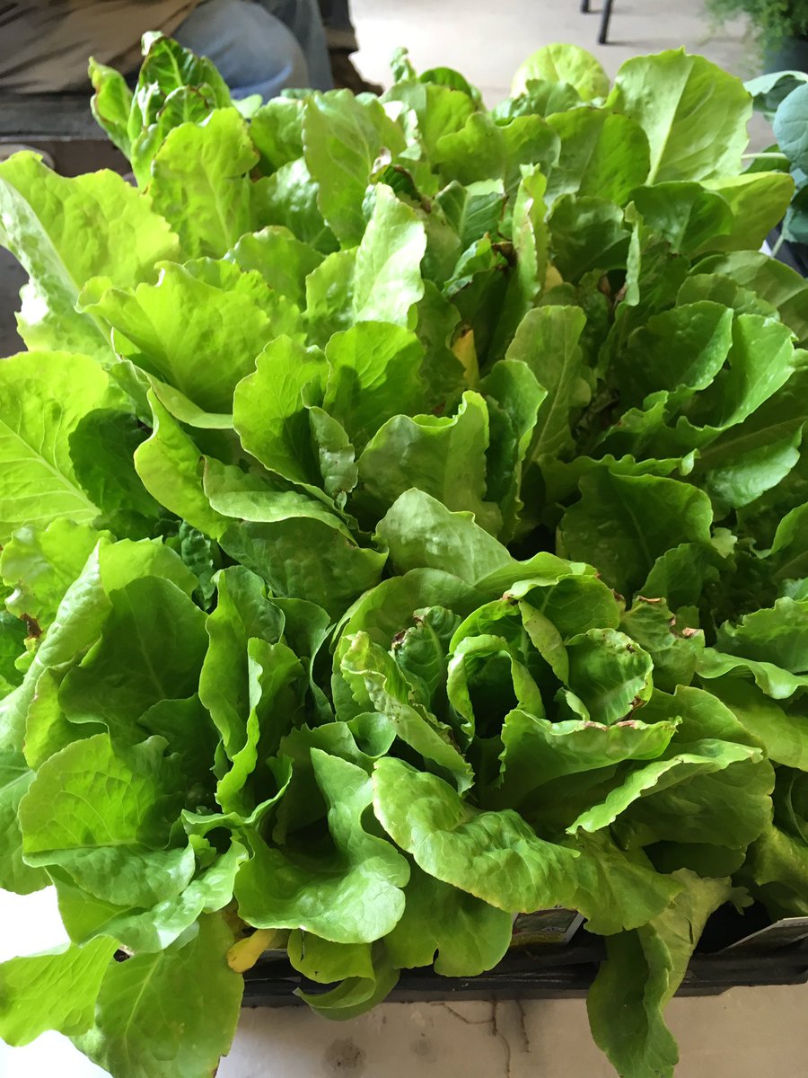 okiefarmers's tweet photo. Butter crunch lettuce @okiefarmers https://t.co/aG2v3muqsc