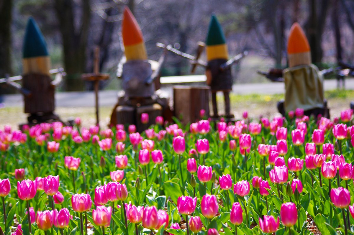 国営武蔵丘陵森林公園 公園庭園樹園では 早咲きチューリップ花畑が開花を始め その隣ではクリスマスローズが見頃を迎えています この場所は中央口からがオススメ です 合わせて近くの渓流売店でお食事などどうぞ 公式hp T Co Lnnovhgsdn