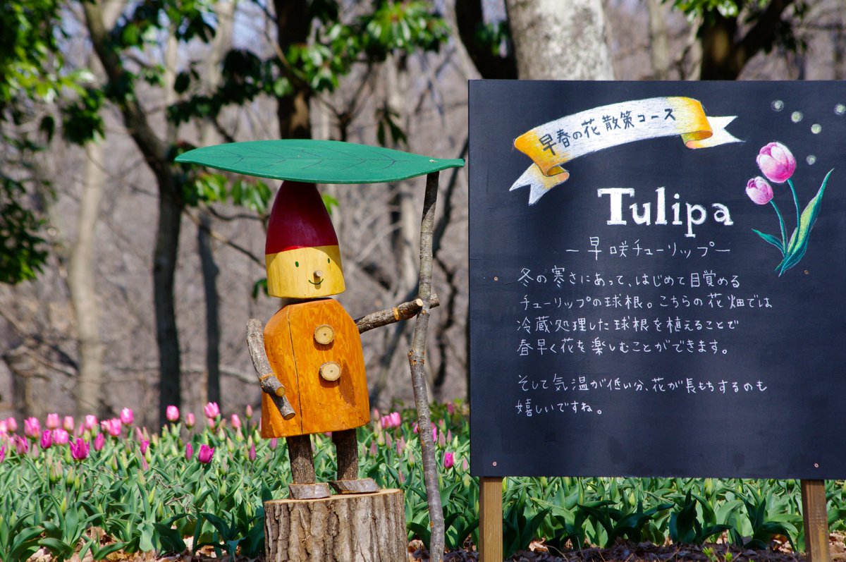 国営武蔵丘陵森林公園 No Twitter 公園庭園樹園では 早咲きチューリップ花畑が開花を始め その隣ではクリスマスローズが見頃を迎えています この場所は中央口からがオススメ です 合わせて近くの渓流売店でお食事などどうぞ 公式hp T Co Lnnovhgsdn
