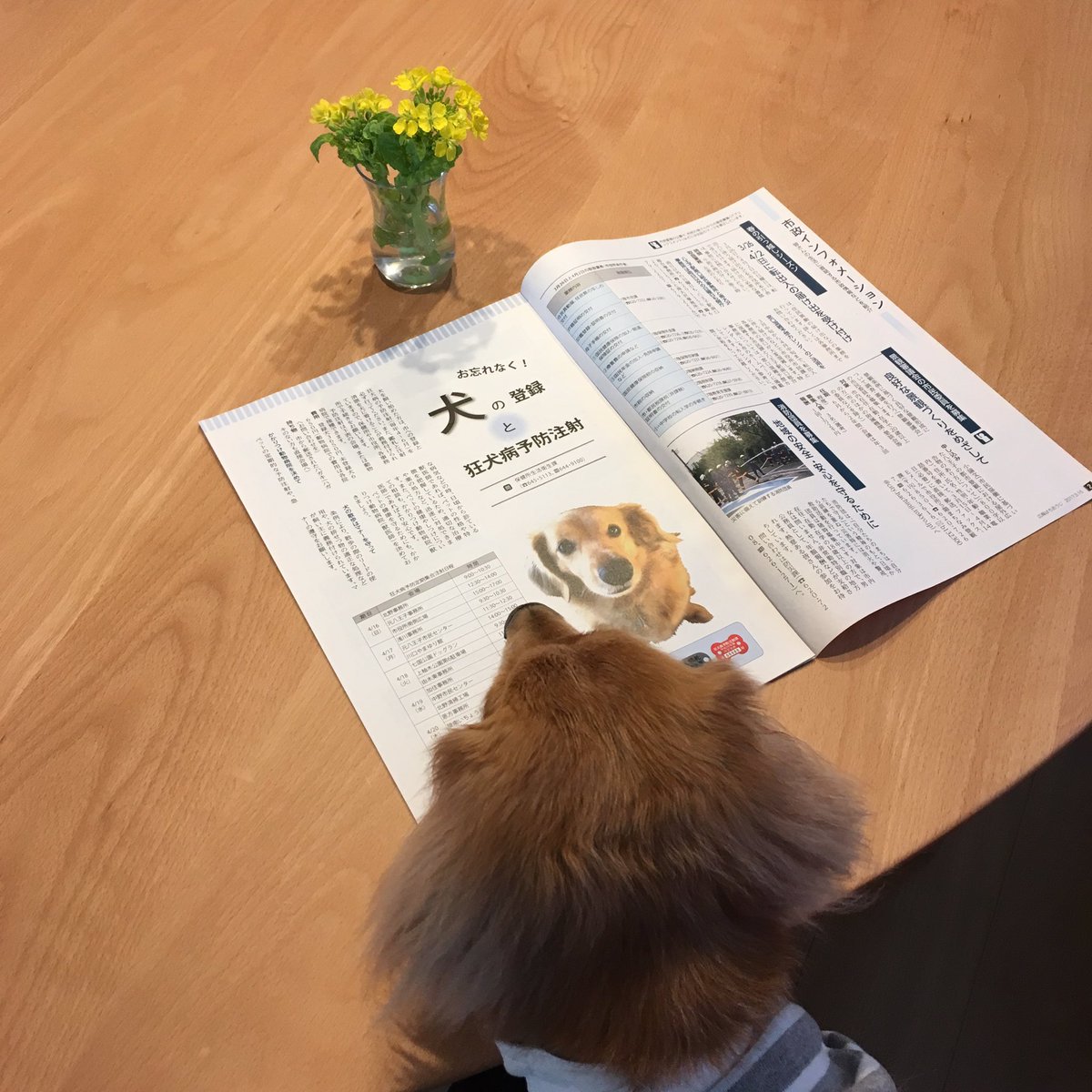 そろそろ狂犬病予防接種の時期ですね〜💉