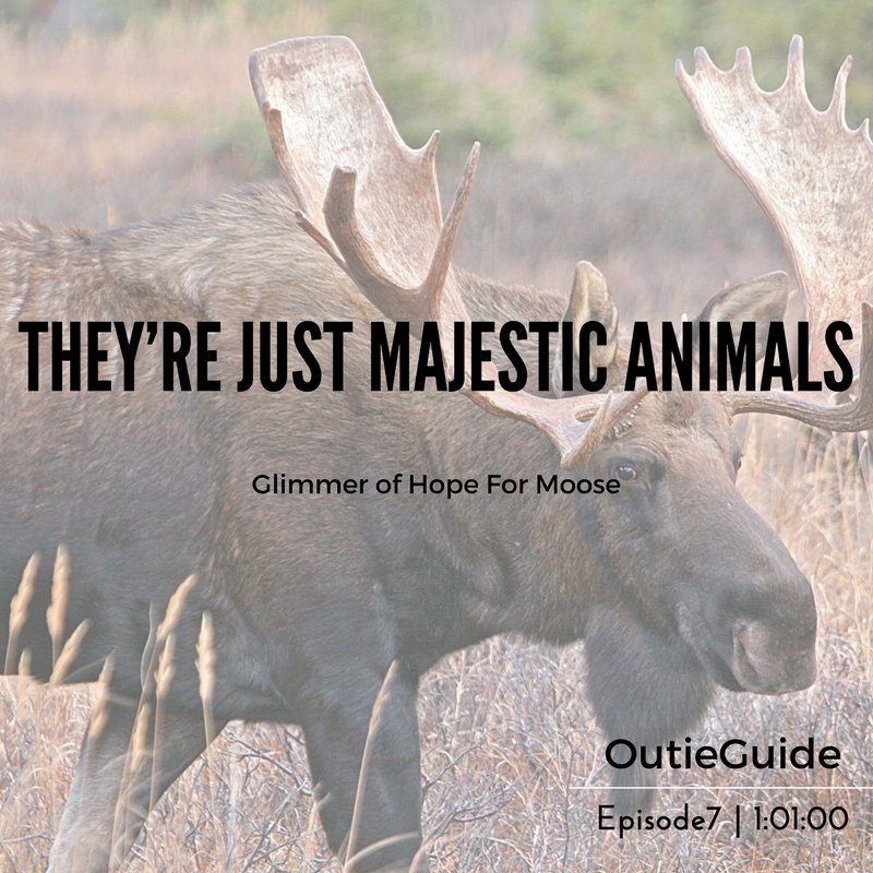 OutieGuide's tweet image. Glimmer of Hope for Moose? We talk what is ailing this monster of the forest (1:01:00) #fishing #hunting #nature buff.ly/2mJTL6z