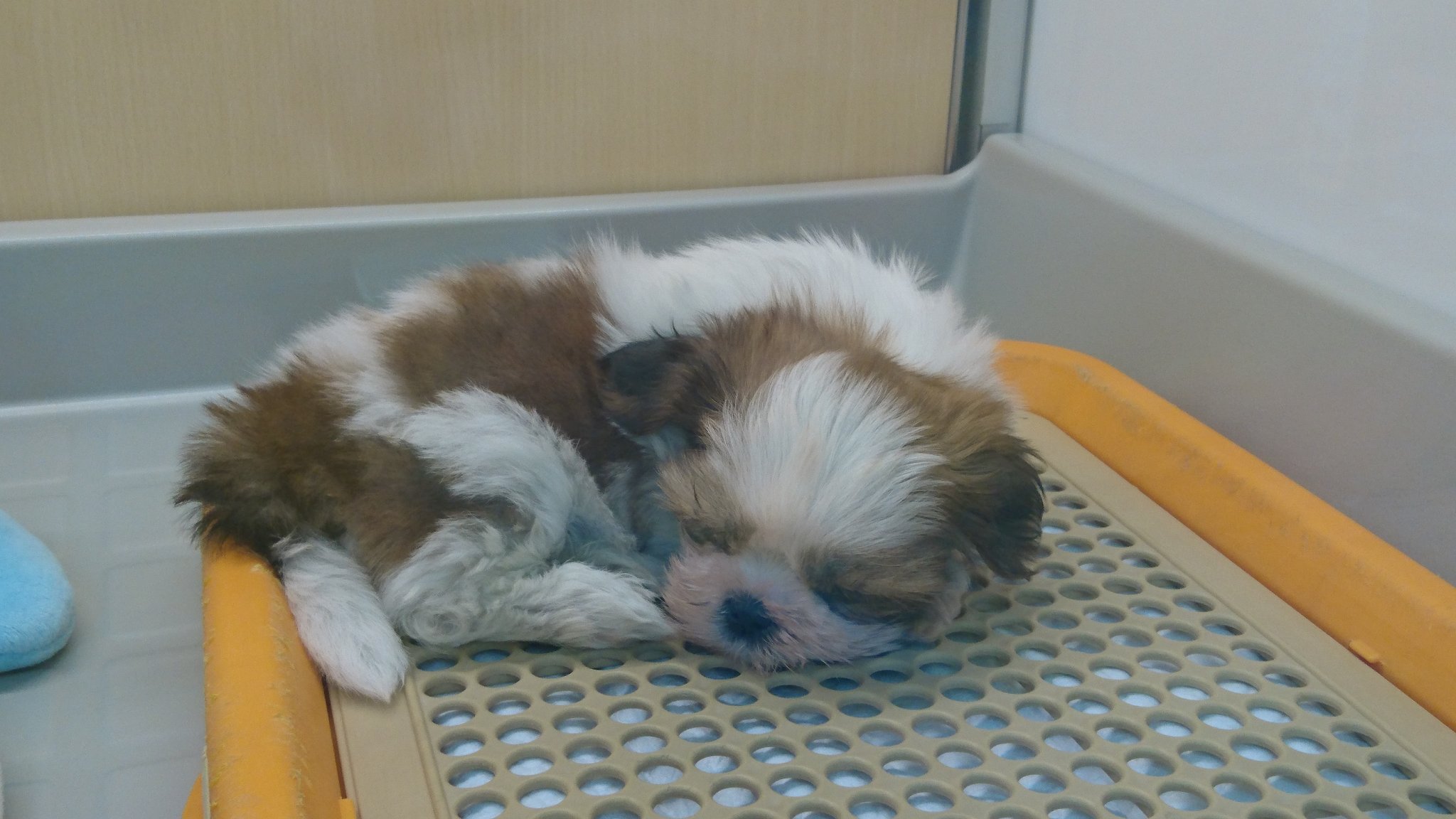 ペットショップ ディスワン若葉台店 お店にはシーズーが二匹いますが 全く同じ格好して寝てます 女の子と男の子です どうぞ抱っこしに来てください シーズー 可愛い トリミング 犬 ユニディ 若葉台店 ペットショップ ディスワン