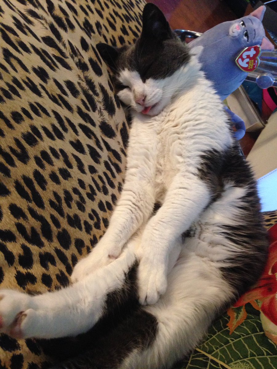 NestoriousCAT's tweet image. Behold my #bleps