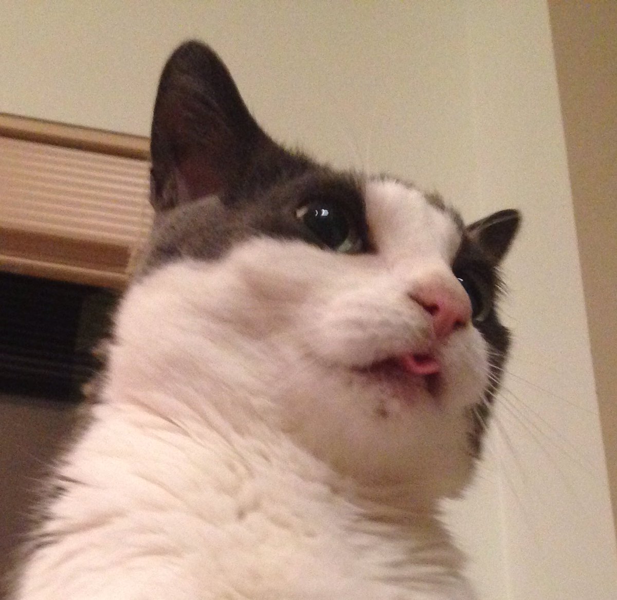 NestoriousCAT's tweet image. Behold my #bleps