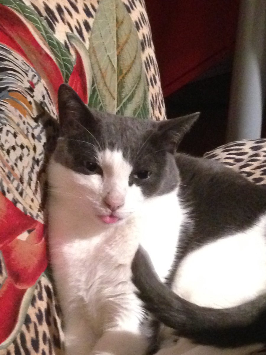 NestoriousCAT's tweet image. Behold my #bleps