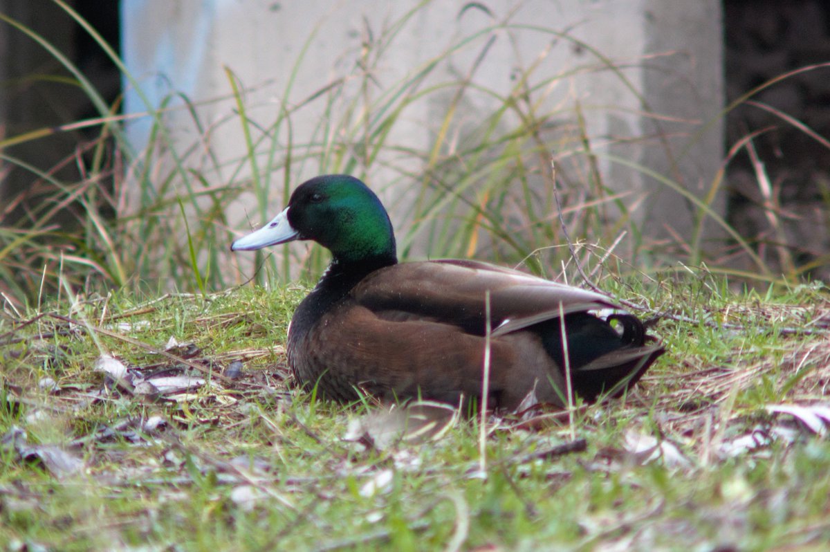 patrickz_42's tweet photo. Democracy Duck says: "Trump is for chumps!"
Sorry that's all I got folks. Keep resisting!
#ThisIsDemocracy #ThisDuck #TheResistance https://t.co/6XzhETS29p