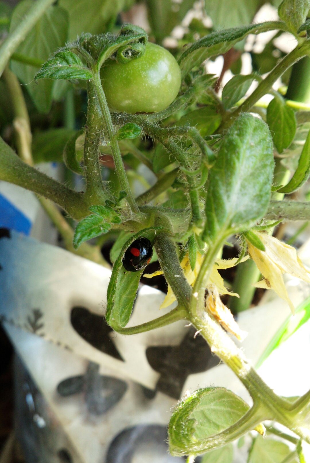 朝日庵 窓際で育てている野菜のプランターにいるてんとう虫 てんとうは幼虫も成虫もものすごい勢いでアブラムシを食べてくれるから アブラムシが全くいなくなった 餌がなくなると共食いをするので 私は２回目撃した それは避けたい なのでベランダから