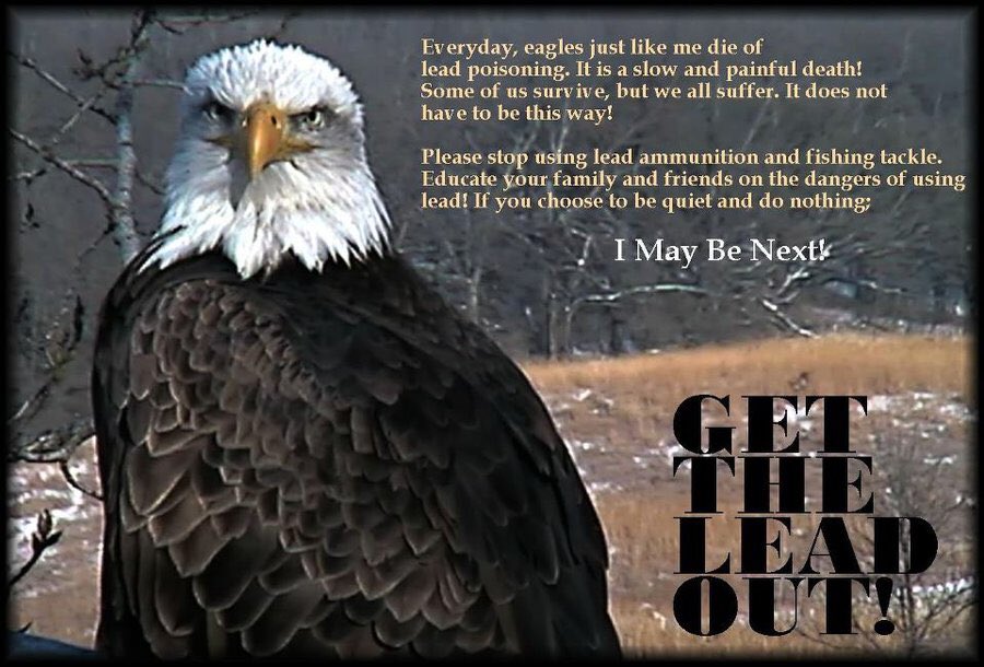 Phyllis_Tweets's tweet photo. @BeSeriousUSA Agreed and let's protect our national bird from lead poisoning. #leadkills #resist #eagles #wildlife #hunting #ethics https://t.co/4qIamJYwyS