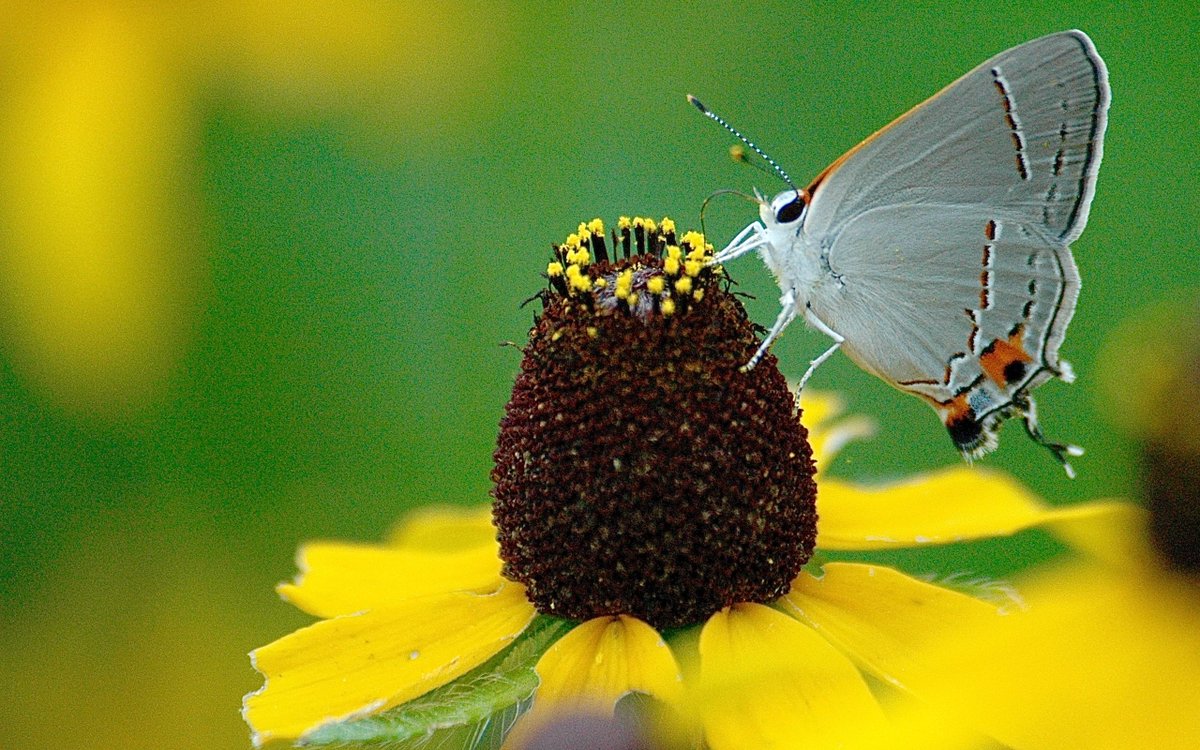 AustinCorpVideo's tweet photo. Caught a shot of this little guy. #photography #austin #nature https://t.co/Yhq4mI25u2