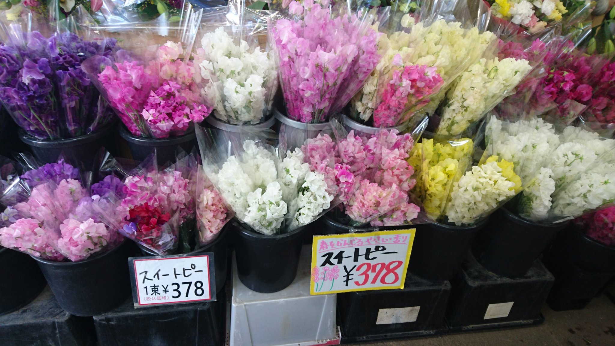Twitter 上的 ワールドフラワー 本店 梶が谷店 切り花も沢山春のお花が揃っていますよ T Co Zrib4jyj3h Twitter