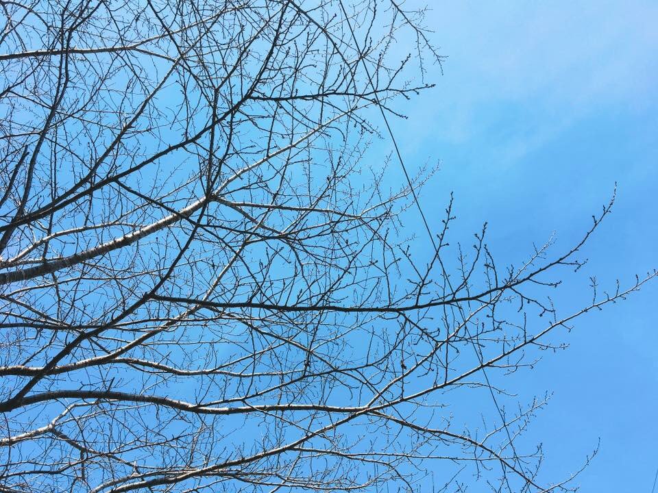 38_mnasmrc's tweet photo. 今月の朝マルシェも無事終了致しました！
お越しいただき、��りがとうございました😊

次回の美山の朝マルシェは、4月9日（日）です。
桜と朝マルシェのコラボが見れるかも…？
来月も引き続き美山の朝マルシェをよろしくお願い致しま��🌼 https://t.co/1rlKvhT4rp