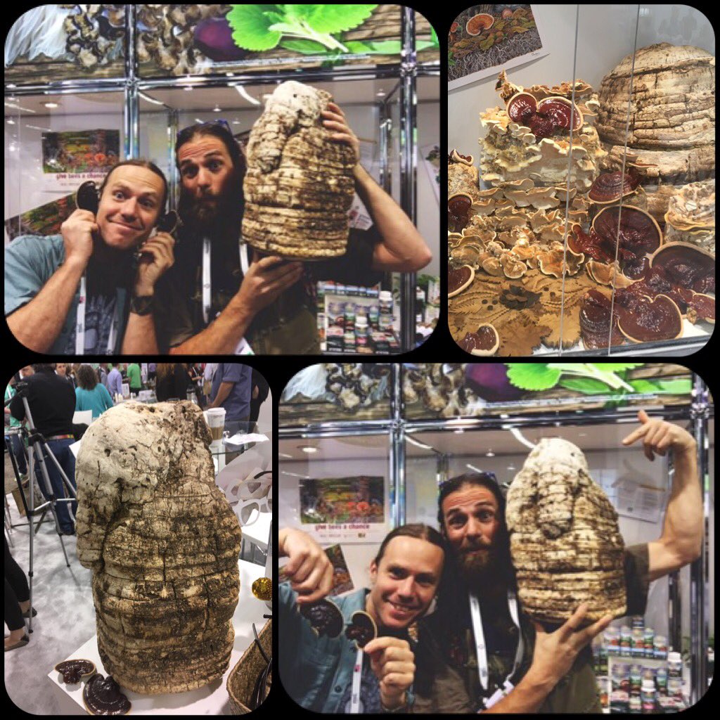 Serious fungal connections at Paul Stamets booth at #expowest 🍄✨❤
Some of the nicest Reishi's and the largest Agarikons I have ever seen.