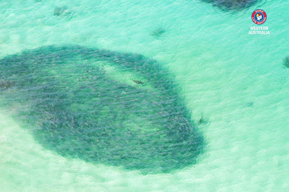 School of Salmon, sighted by the South SLS West Westpac Helicopter #westpaclifesaverheli #slswa