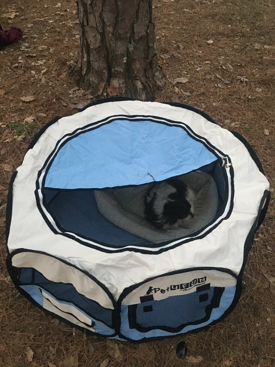 southernglamper's tweet photo. Do you take your dogs camping? Tiny dogs like camping too! Our #picassotiles #pet4fun play yard is perfect! https://t.co/BfqcCVUPt3 https://t.co/vGPzJsoOIh