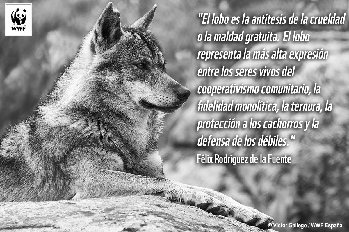 Wwf España Auf Twitter Félix Rodríguez De La Fuente Nos Enseñó A Amar Y Respetar Al Lobo Ibérico Hoy Su Recuerdo Está Muy Vivo Lobovivo12m Lobosí Https T Co Iimt7bgwmi