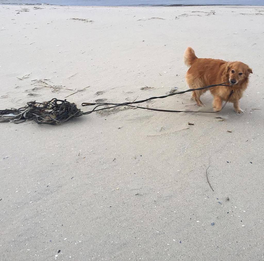 CookeCapeMay's tweet image. After inspecting this ships ropes for fish hooks or other sharp objects Joy commenced #2mi… ift.tt/2mPelma