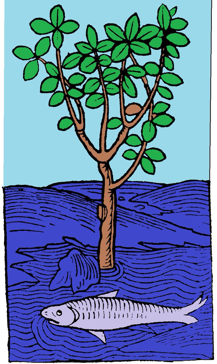 ambridgeview's tweet image. "If you judge a fish by its ability to climb a tree, it will spend its whole life believing that it is stupid" #einstein