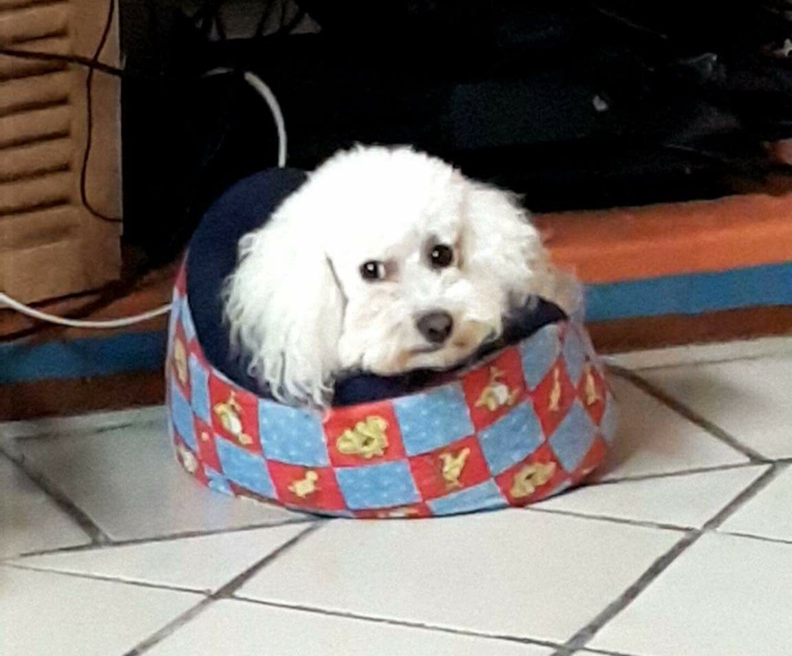 Þetta er Hrói hundurinn hennar mömmu yfir júró í gær. Datt í hug að hann væri góður fyrir ykkur sem eruð lítil í ykkur í dag.