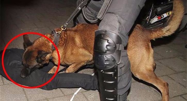 _Kuscubasi's tweet photo. Batı hariç dünyanın başka herhangi bir yerinde, göstericilere köpekle müdahaleyi göremezsiniz!
#FascistNetherlands
#ShameYouNetherland https://t.co/kSAQGdhiDf