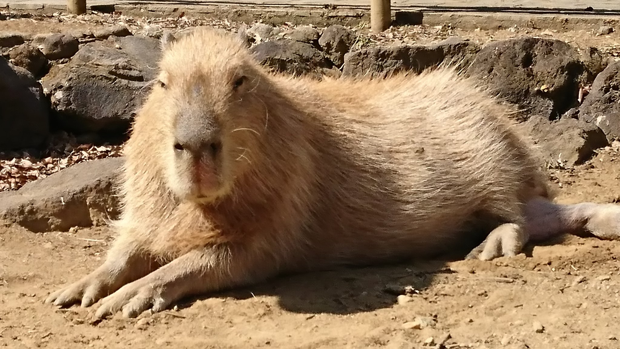 アラレちゃん カピバラとカンガルーが見たい見たい病 カピバラ可愛い可愛い と思って戯れてたら ねずみの最大級にでかいやつと知りました ヒロシです 埼玉こども動物自然公園 カピバラ カピバラ温泉 カンガルー コアラ T Co d6yuzf アラレちゃん カピバラとカンガルーが見たい見たい病 カピバラ可愛い可愛い と思って戯れてたら ねずみの最大級にでかいやつと知りました ヒロシです 埼玉こども動物自然公園 カピバラ カピバラ温泉 カンガルー コアラ T Co d6yuzf
