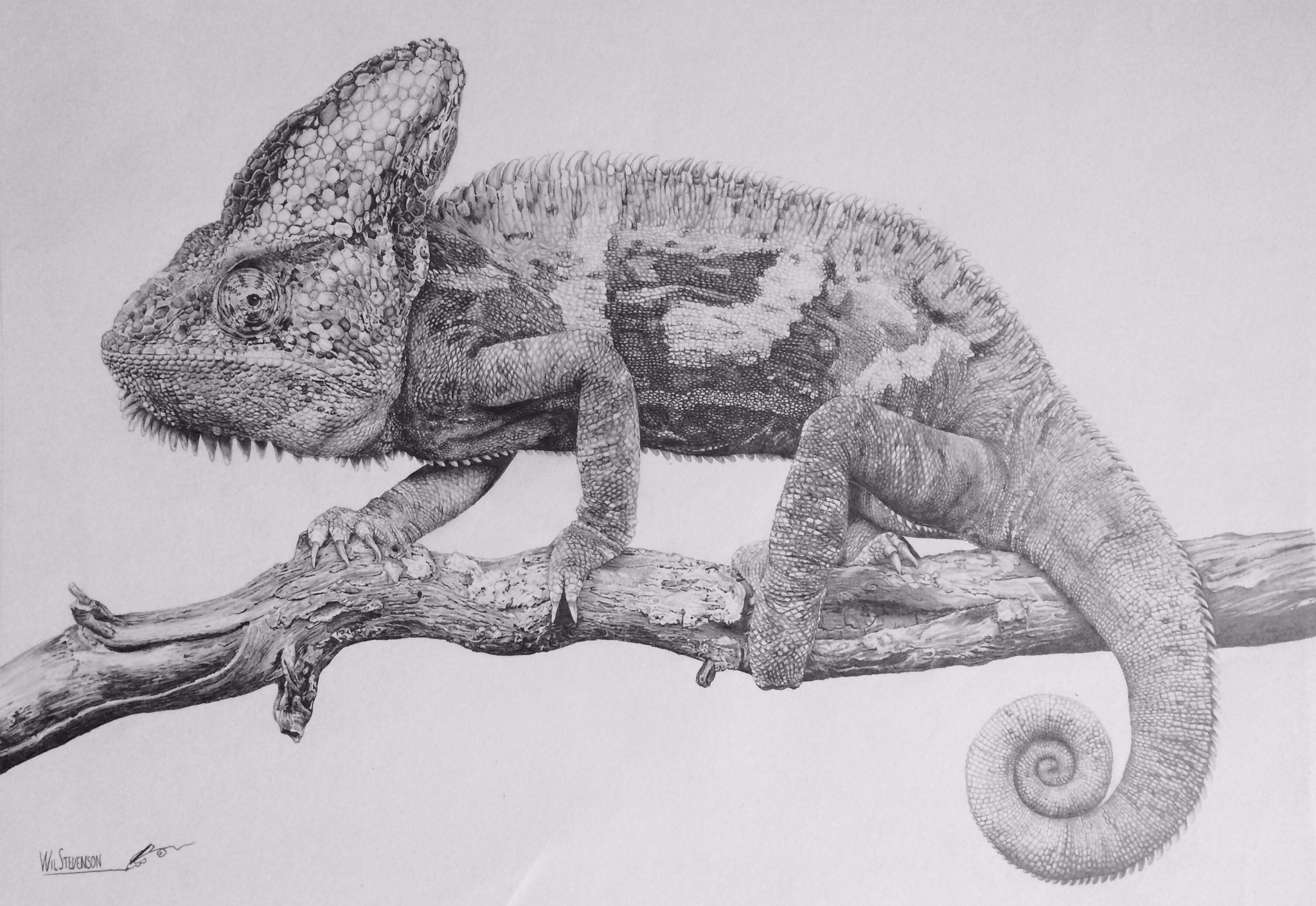 Wil Stevenson on Twitter: "Chameleon- pencil drawing . . . #chameleon #pencilart #drawing #lizard #nature #scales #wilstevensonart #wood / Twitter
