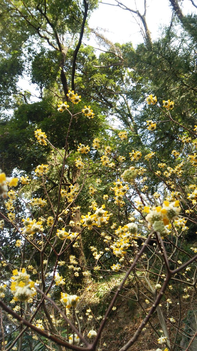 Uzivatel 841 Na Twitteru 今日はサイクリング この黄色い花の木は なんて名前なのだろう 宮司さんも知らなかった 笑