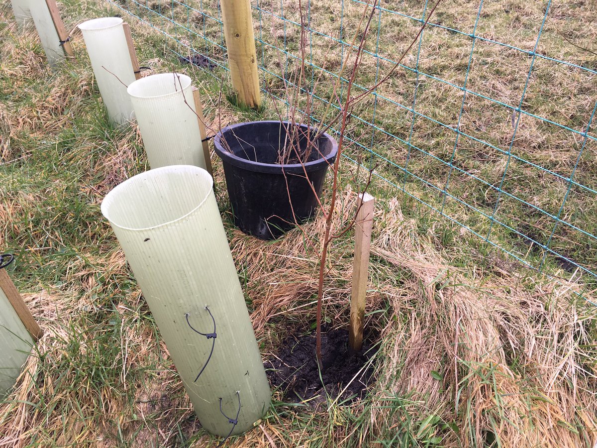 HarwesFarmCIC's tweet photo. Making Magical Habitats 12 months on.... we have snails making their Habitats inside the tree shelters! #solarhouses https://t.co/DSBcGk1fRc