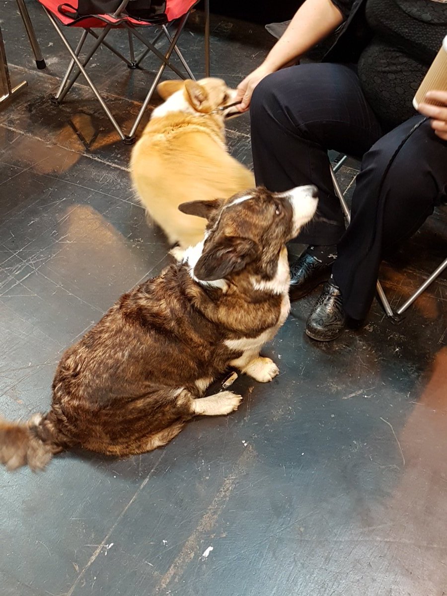 RustyCorgi's tweet image. I am at #crufts2017 with Bonnie. My main objective is finding the snacks.