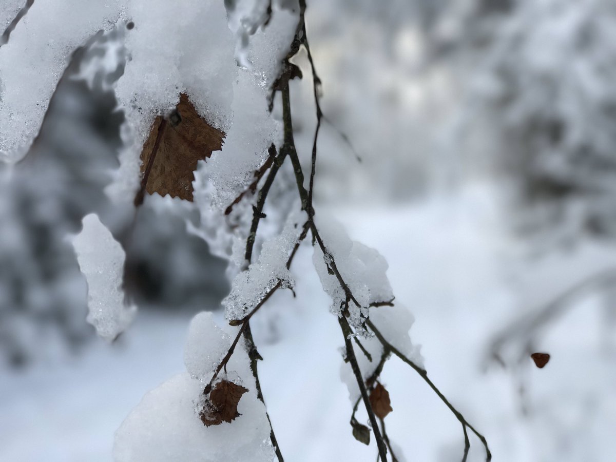 CORosenius's tweet photo. Vi ska bära varandras bördor
Ty det ska du veta: du kan inte i hela världen finna en kristen som är så fullkomlig att han inte har några fel https://t.co/P83OUw9D4X