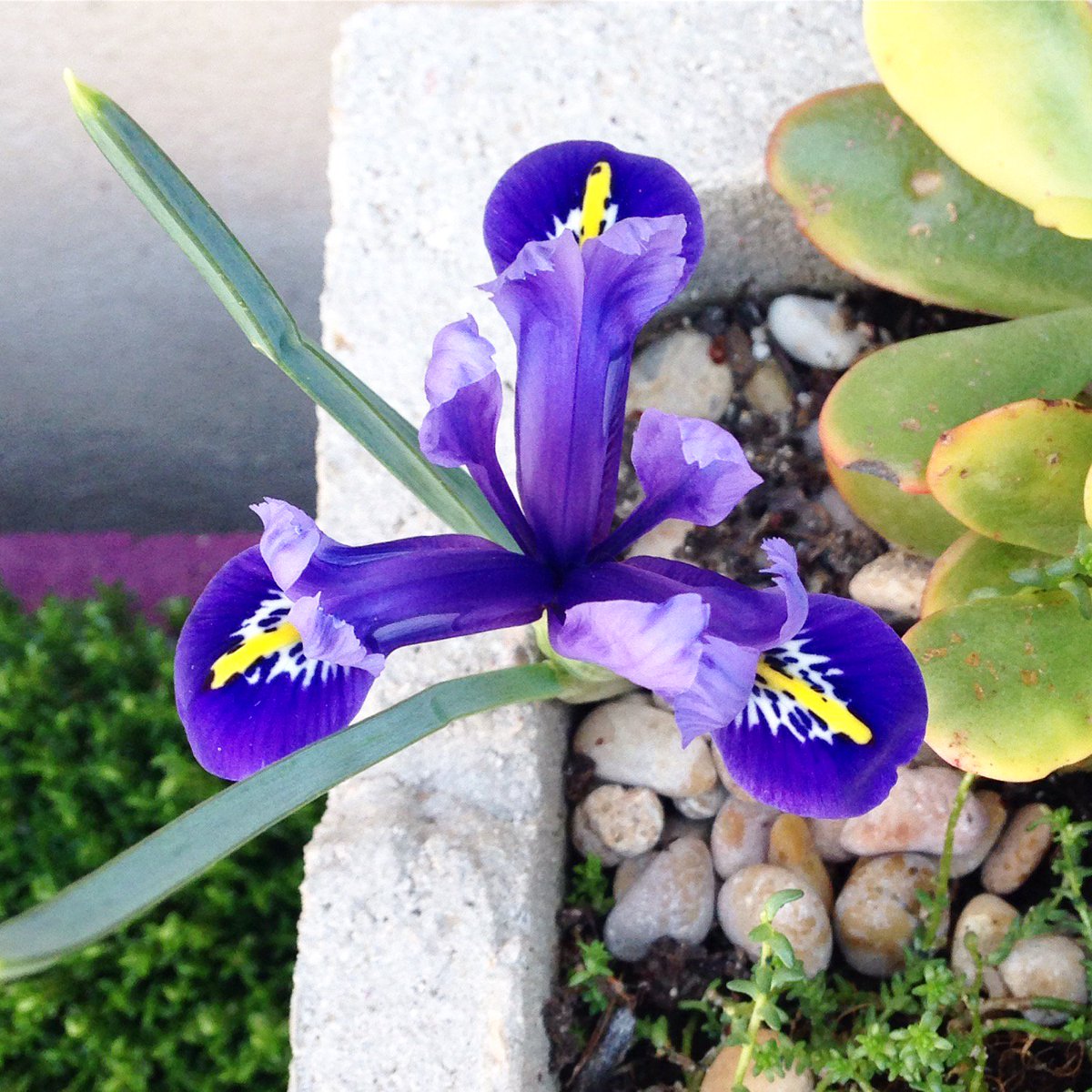 Nos tomamos muy en serio qué plantas ponemos en nuestro jardín, no vale cualquier cosa <3 #flordelisscout
