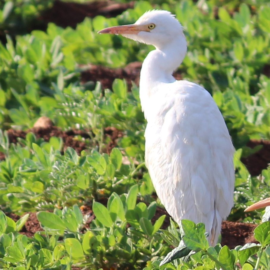 amol_arnold's tweet photo. Egret
Little Egret
#birds #bird_watcher #birdthing #ornithology https://t.co/hOBpTGQ00p