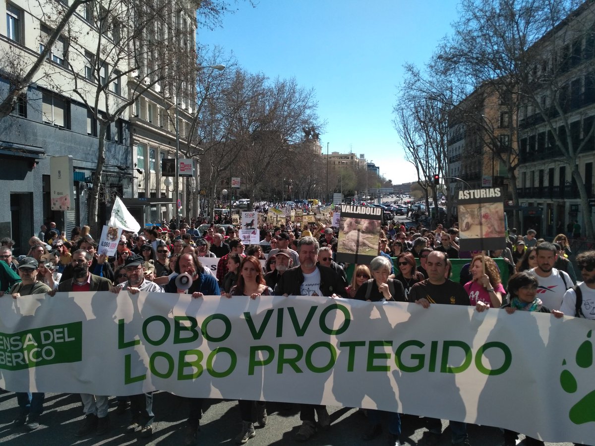 WWFespana's tweet photo. Comienza a avanzar la marcha por Atocha con un solo grito: Lobo Vivo, #LoboProtegido! Es hora de respetar al lobo #LoboSí https://t.co/DMGGW5f6Se