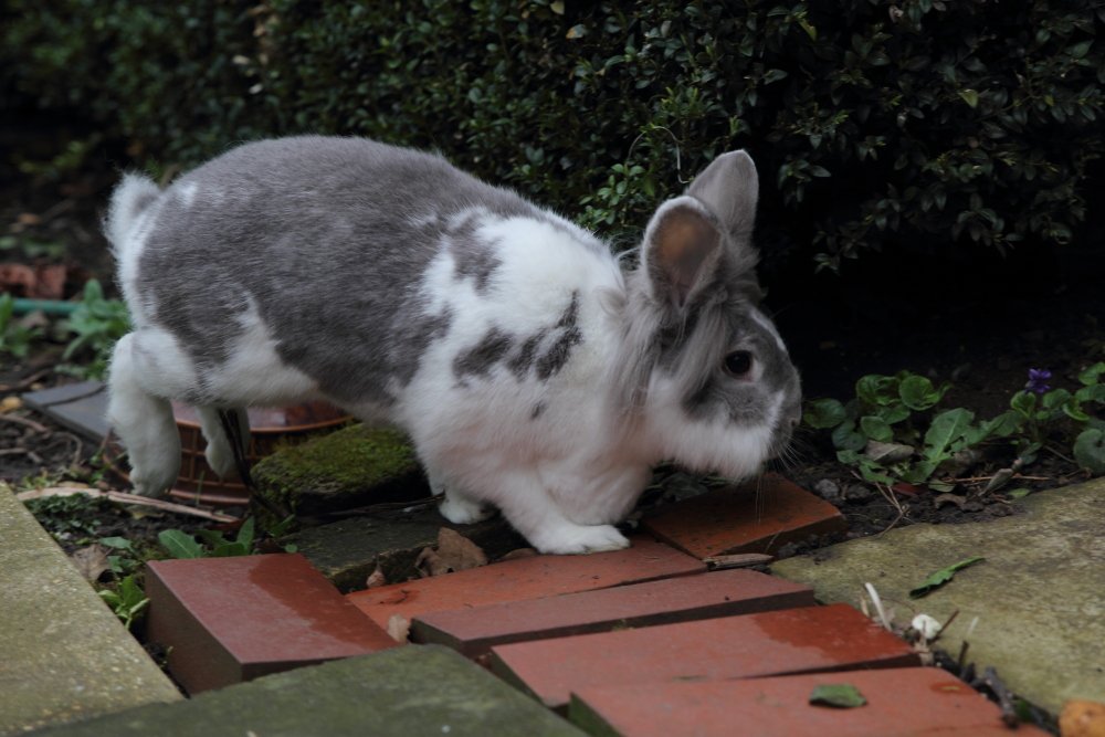 Bunny_Blogs's tweet photo. Happy Bunday Pals.Its dull &amp; mild here but I think plotting is going on, and SJoe is heading for tunnel works. #HappyBunday #RabbitAntics https://t.co/1OTAwCDfnI