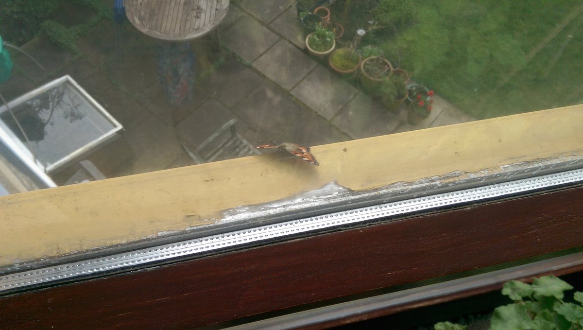 First butterfly of the year on the window ledge this morning. March 12th! I'm sure it's nothing to do with global warming though.
