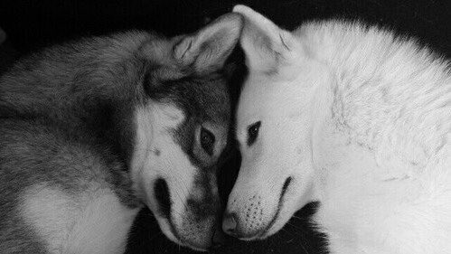 Wiki_Lobos's tweet image. 