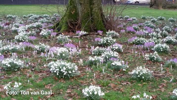 GaalTon's tweet photo. Lente in de parel van twente Nijverdal https://t.co/ToyBGlCXGs