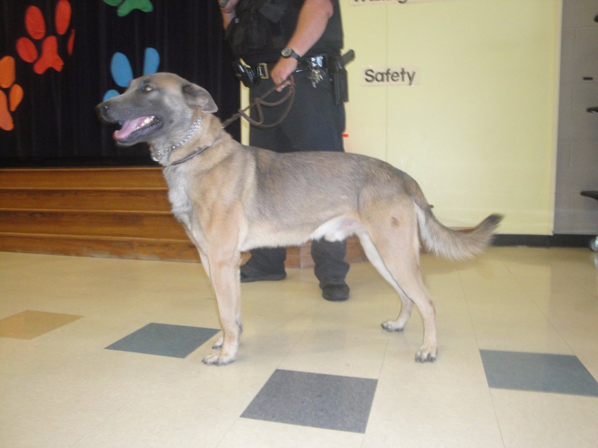 ReynaHMQ's tweet photo. Jullian meets Maxx, the new Alief ISD K9 Unit. Congratulations Jullian! #HMQ2017 https://t.co/GQqOhv16pF