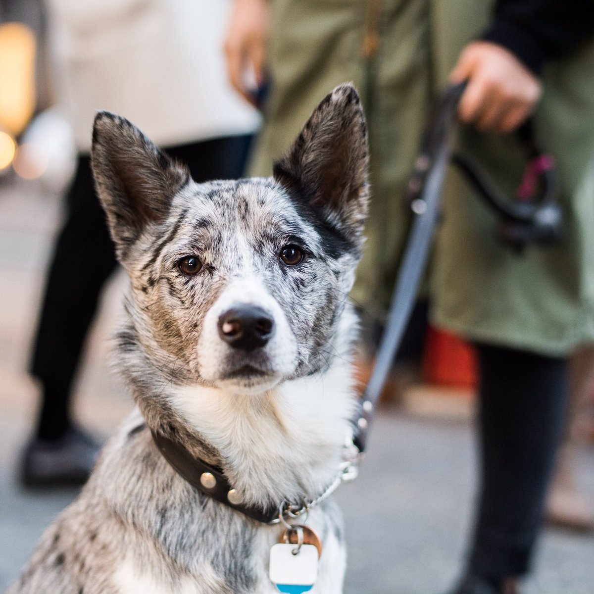 heeler shiba inu mix