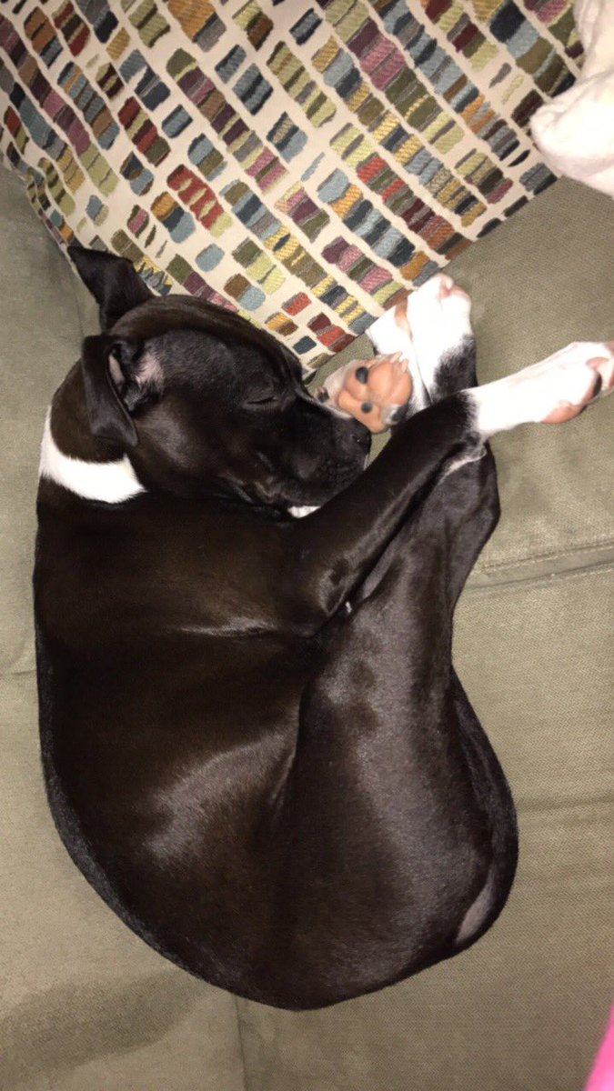 AshleyGrayCam's tweet photo. Je T'aime, Paris. 💜 #dogmom #paristhepuppy https://t.co/GlYiwxo6we