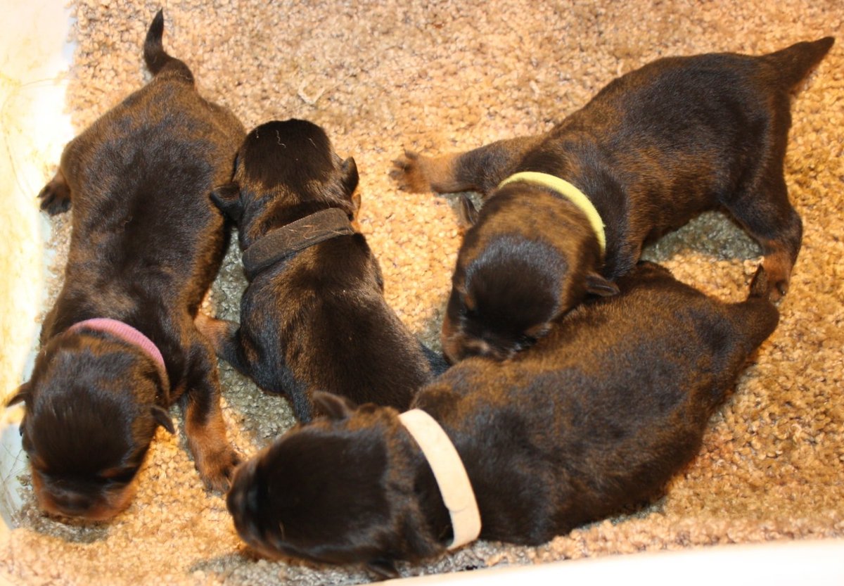 BarkleyJordan17's tweet photo. My four brothers trying to figure out this world . . . #Barkley #BarkleyJordan #Rottweiler #Rottweilers #Puppy #Puppies #PileOfPuppies https://t.co/0uxVRfzisi
