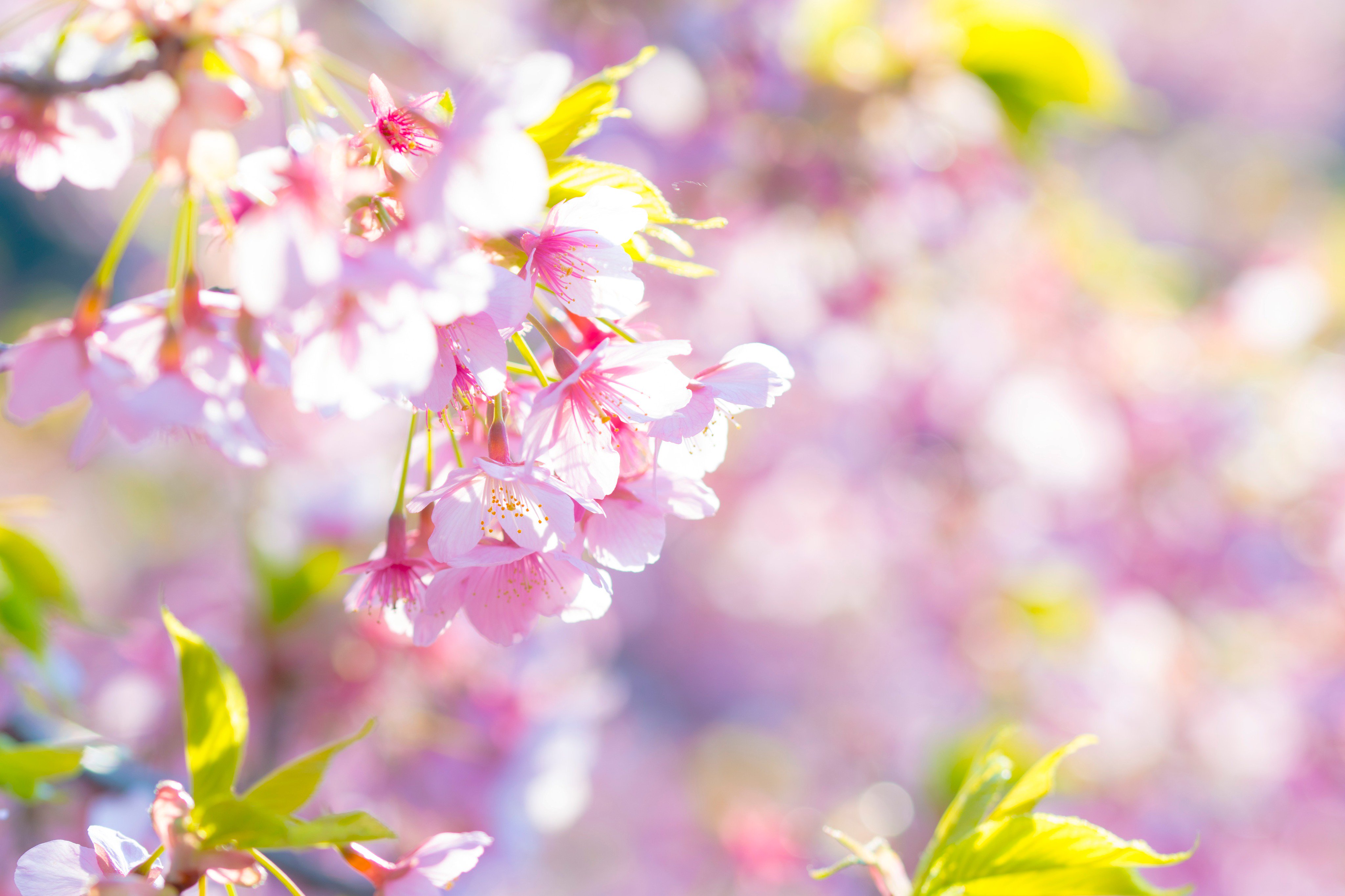 Art55 Twitterissa カンザクラ 初めての一眼レフでの桜撮影というか 桜の写真を撮るのが初めてというか とにかく桜楽しい 撮るの楽しい 昨日 撮った気が 気のせい Coregraphy Photography ふぉと 新宿御苑 寒桜 桜 T Co Rrirerbjj9