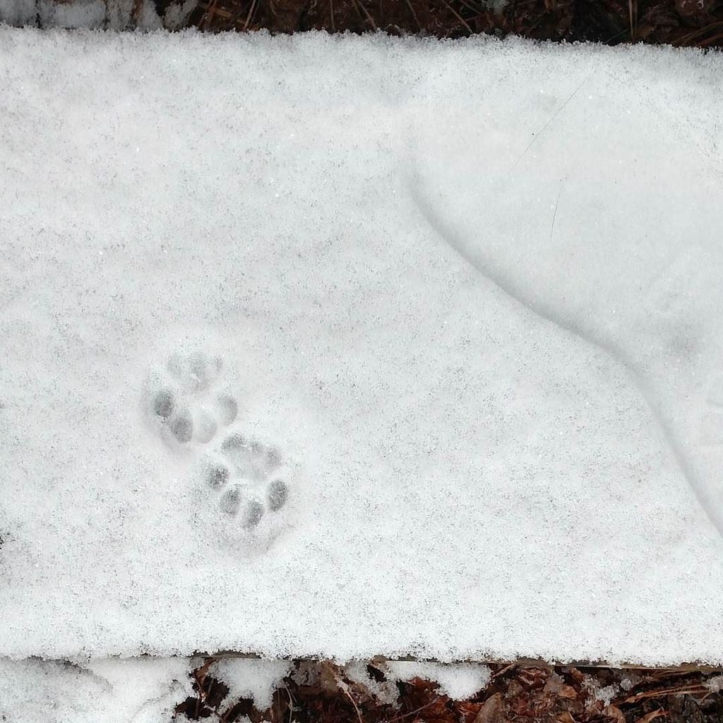 herdingcats2012's tweet photo. I have made a grave mistake. -#KellyCat #SouthernCat #snow https://t.co/28SWq13jGD