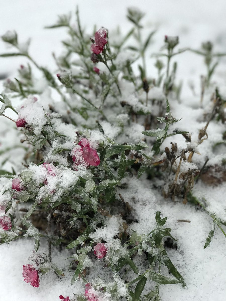 MossAndSons's tweet photo. Well? How much snow did you get in your area? #Charlotte #Greensboro #winterblast2017 https://t.co/QbLlDwnJhI
