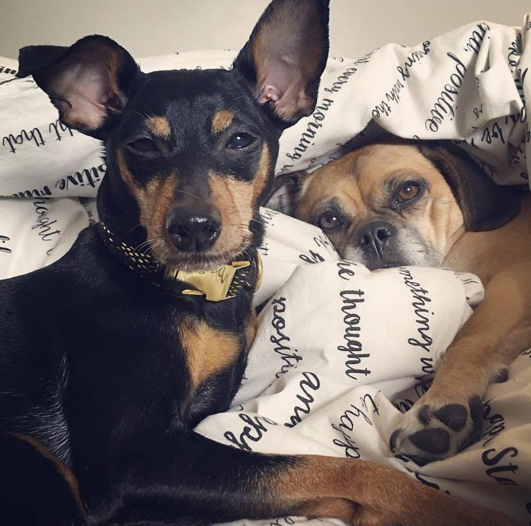 bonjourfido's tweet photo. What happens to all of us the day after daylight savings 😂 #BlackPythonGoldSparkle #PaintedFloral #DogCollar #dogs #puppy #puggle #minpin https://t.co/LAx8QTq7Q7