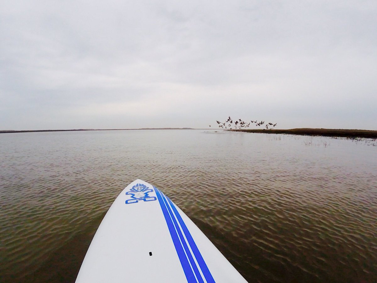 Brent Geese on The Nod. SUP this morning down the back of the island. #Brancaster #SUP #Norfolk
